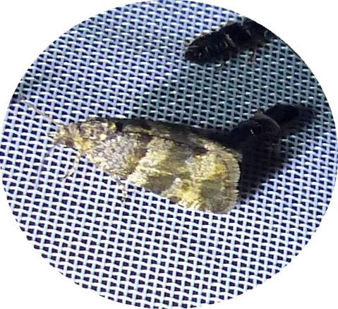 Réf. 195 836 : Lobesia abscisana